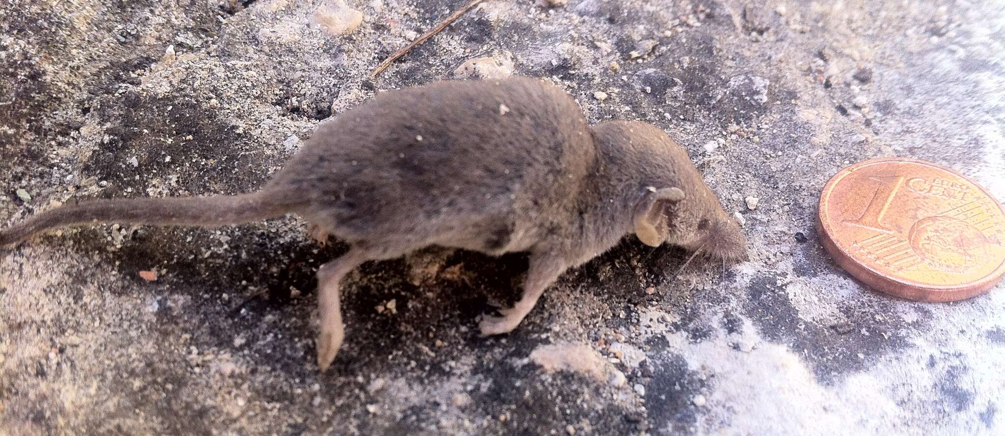 Image of Etruscan Shrew