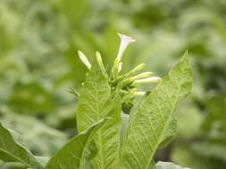 Plancia ëd Nicotiana tabacum L.