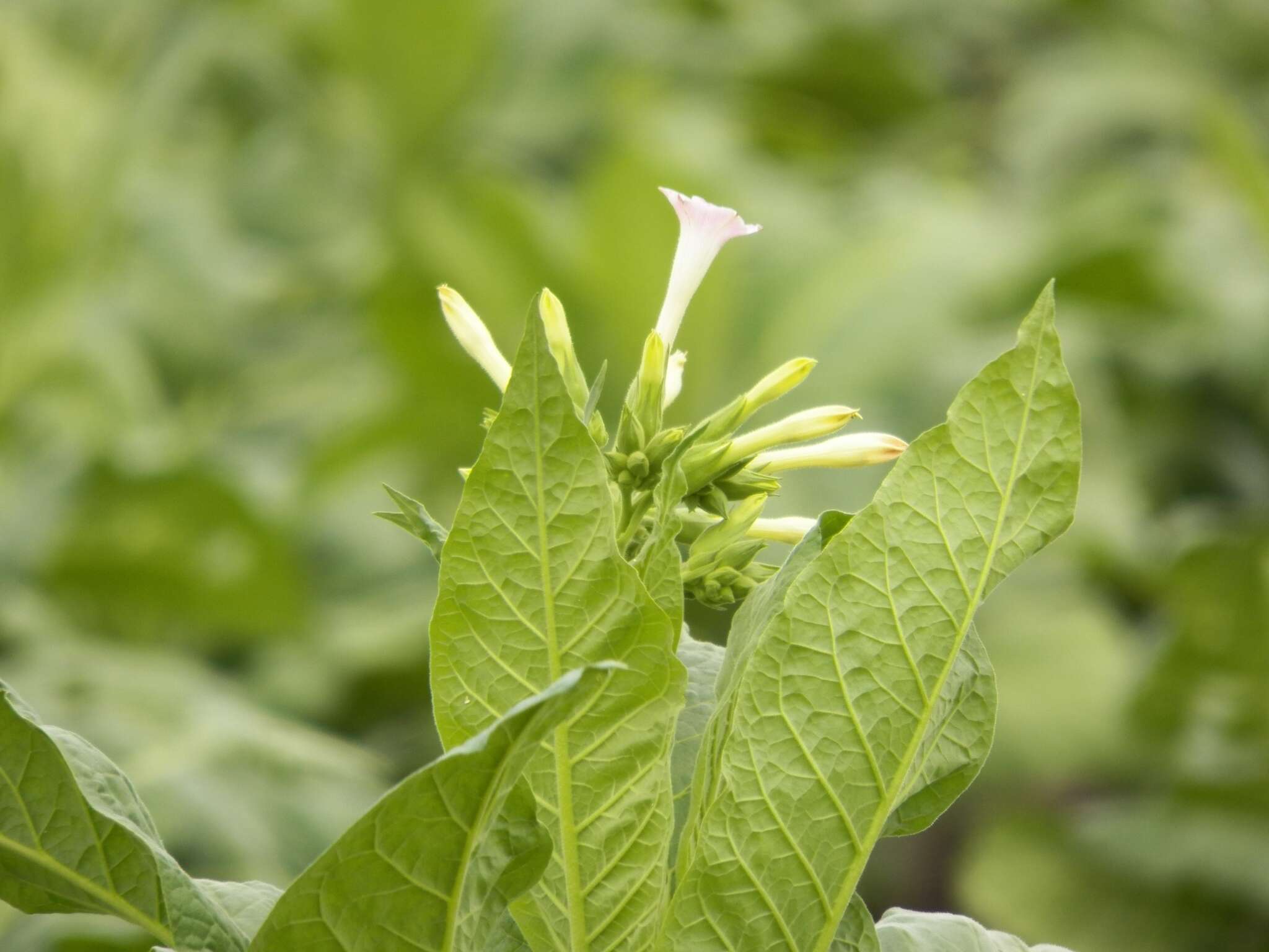 Image of cultivated tobacco