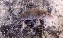 Image of Etruscan Shrew