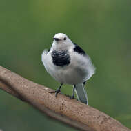 Image of Pied Wagtail and White Wagtail