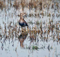 Image of White-tailed Lapwing