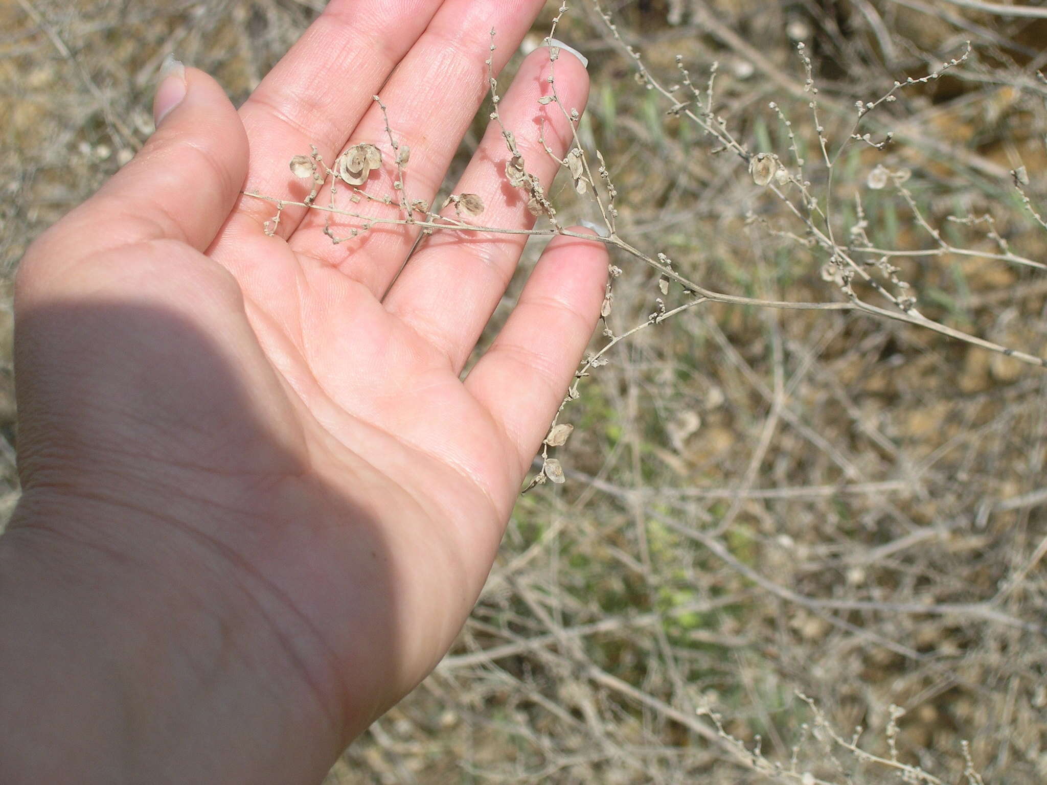 Sivun Atriplex aucheri Moq. kuva