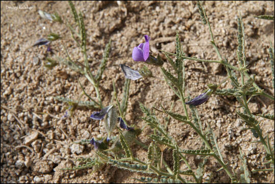 Cicer acanthophyllum Boriss.的圖片