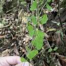 Image of Virgin Island passionflower