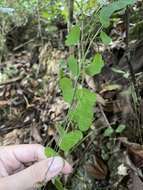 Image of Virgin Island passionflower