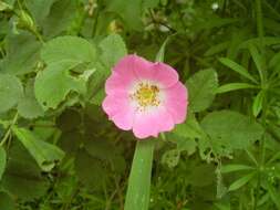 Image of dog rose