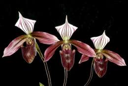 Image of Purple Paphiopedilum