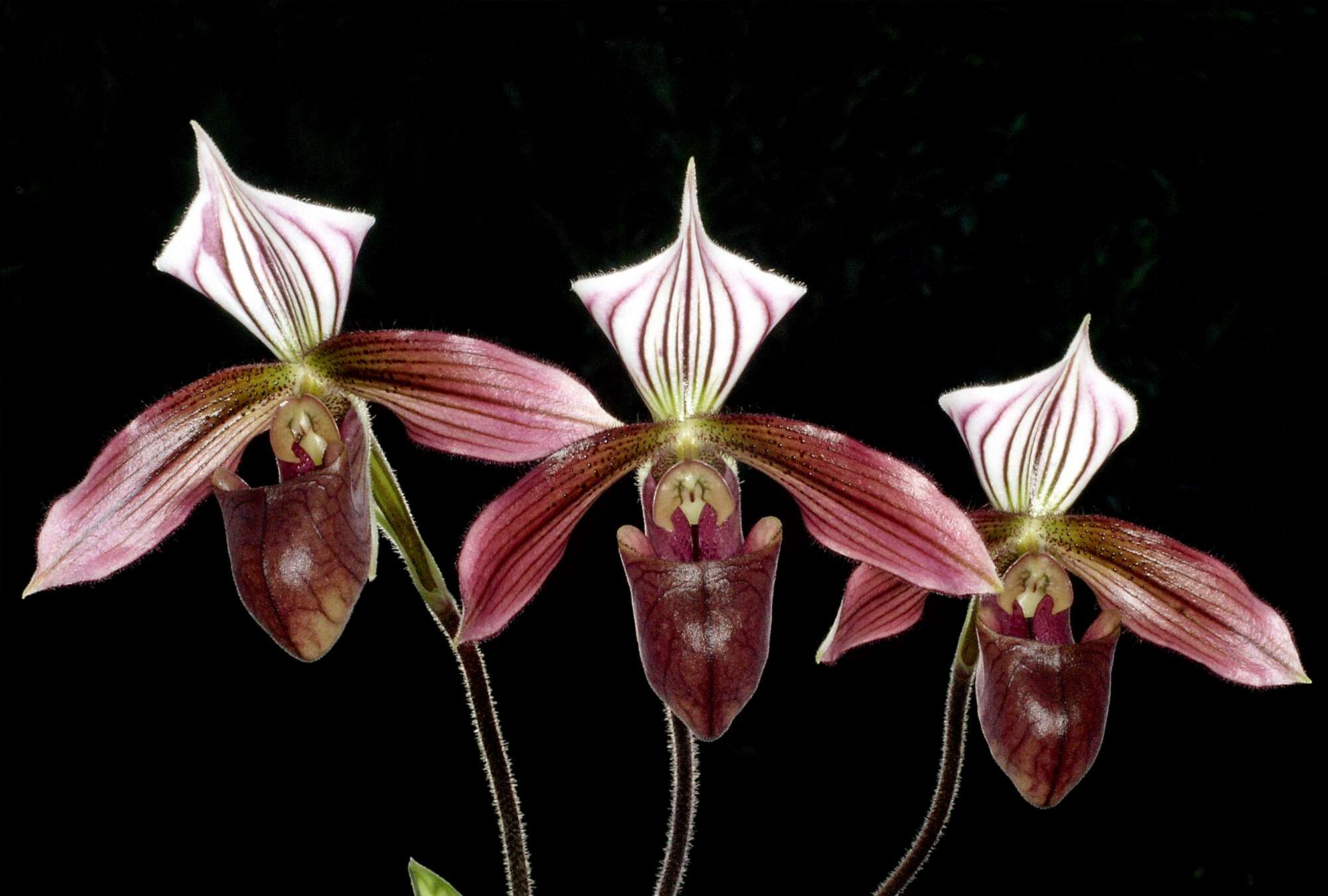 Image of Purple Paphiopedilum