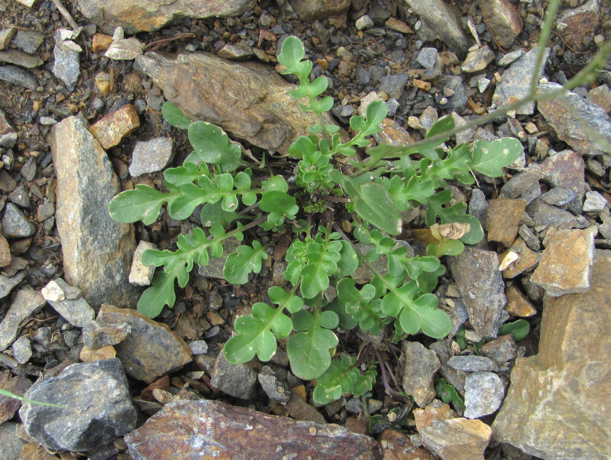 Image of Murbeckiella huetii (Boiss.) Rothm.