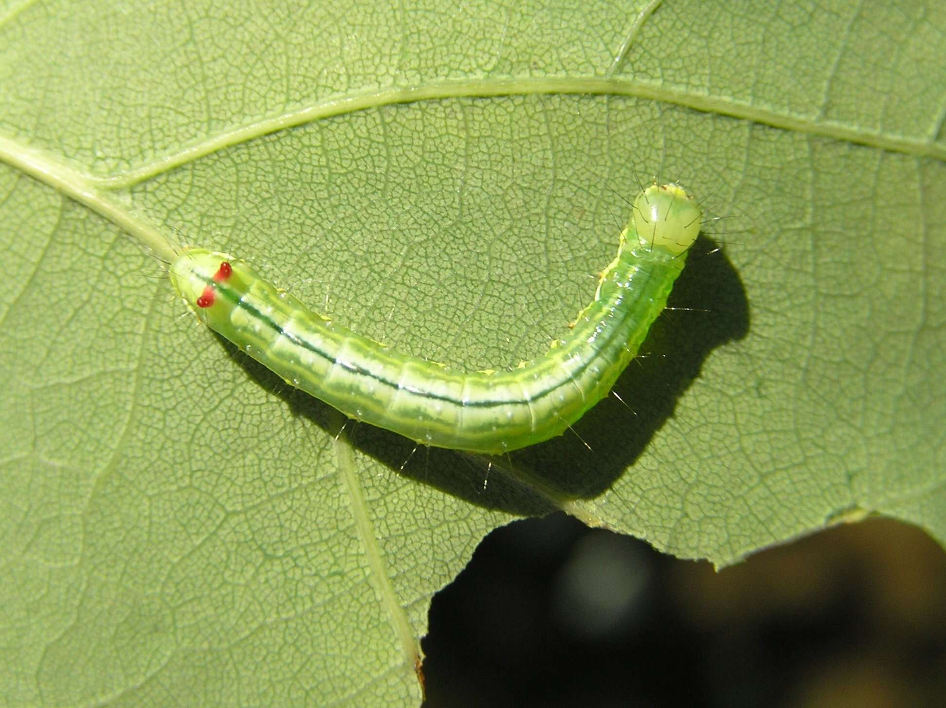 Image of Coxcomb Prominent