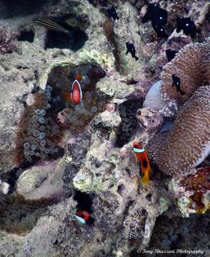 Image of Cinnamon clownfish