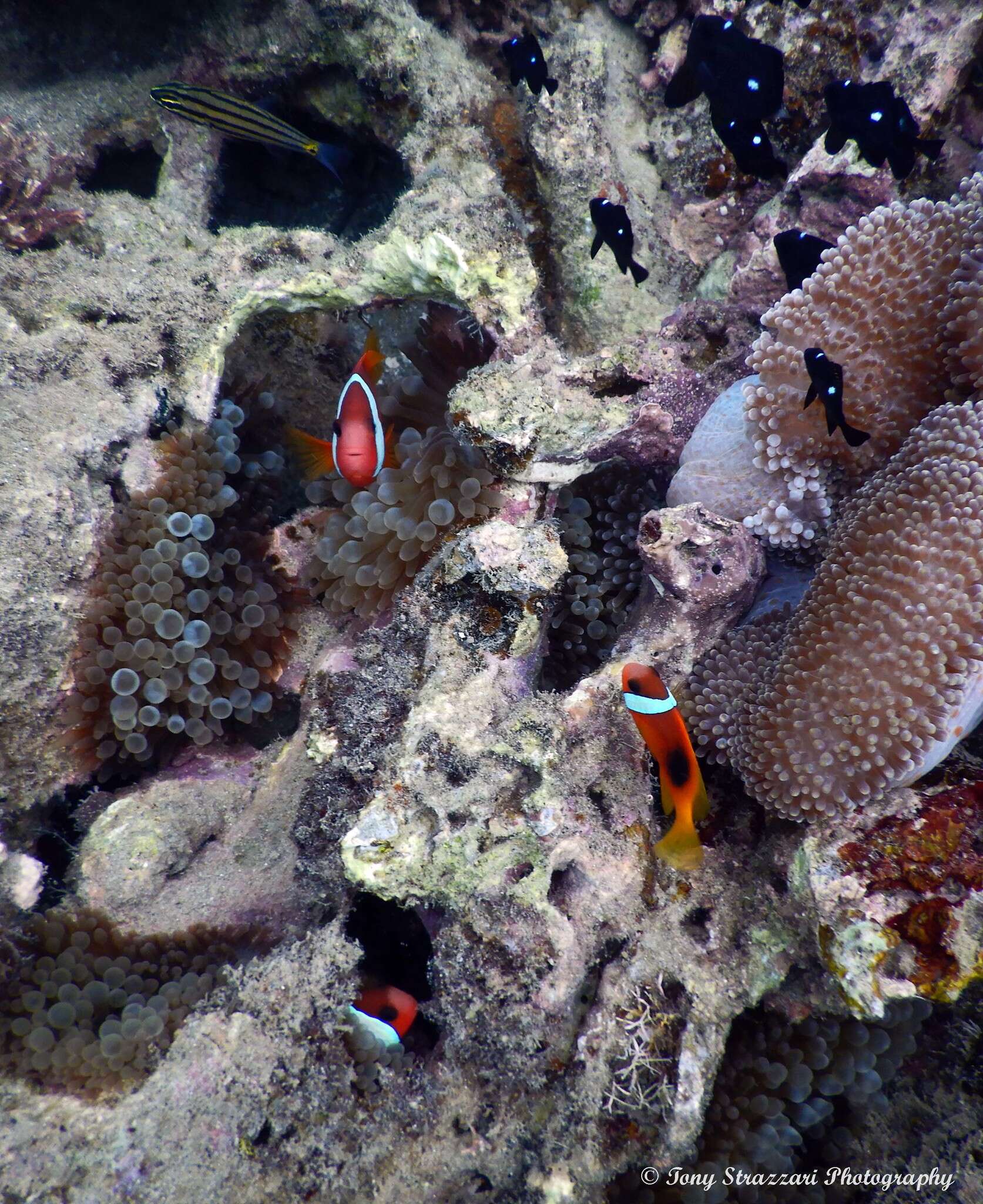 Plancia ëd Amphiprion melanopus Bleeker 1852