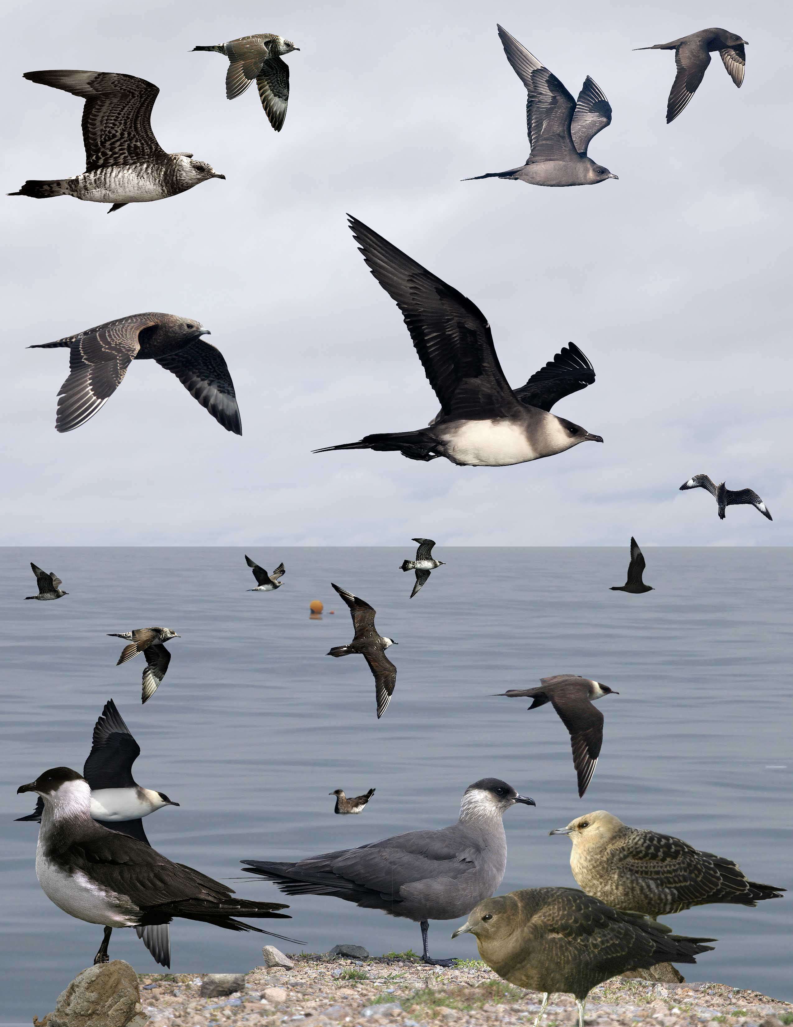 Image of Arctic Skua