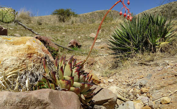 Image of Echeveria agavoides Lem.