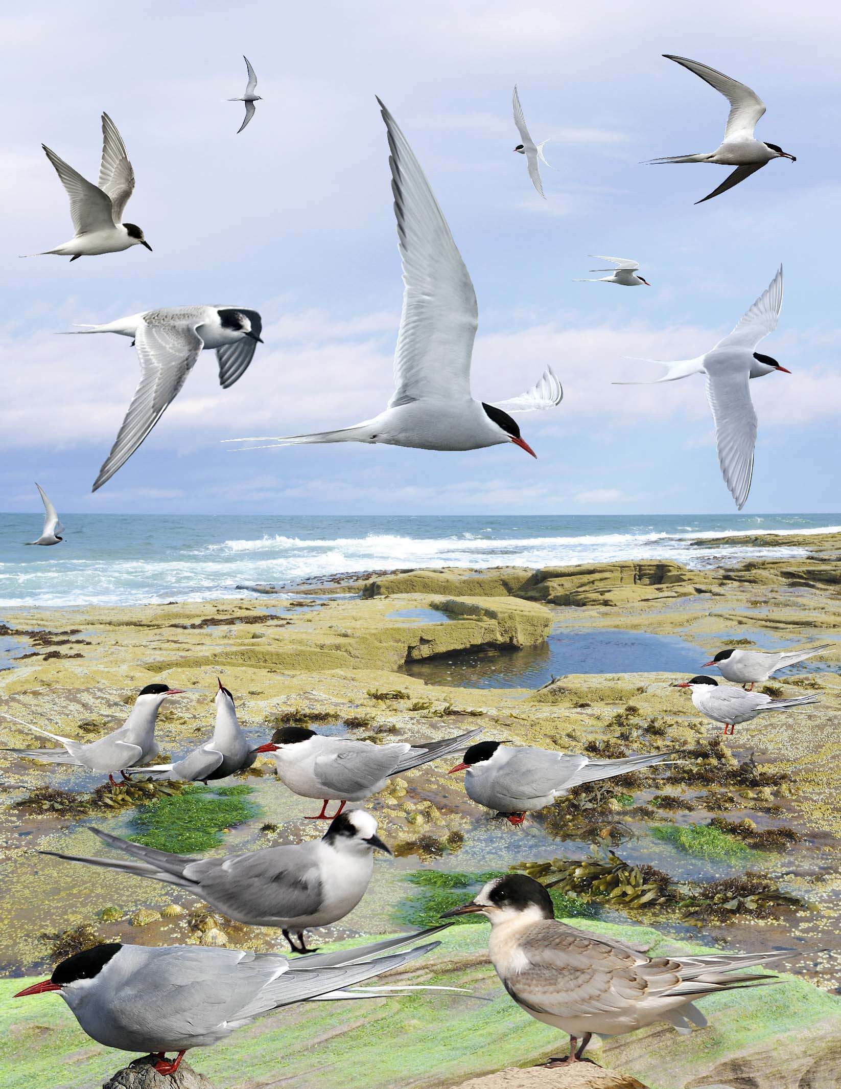 Image of Arctic Tern