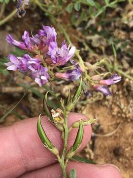 Image of Englemann's milkvetch