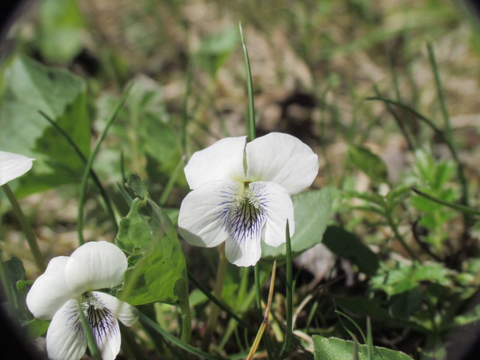 Image of small white violet