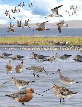 Image of Bar-tailed Godwit