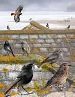 Image of Black Redstart