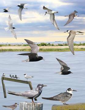 Image of Black Tern