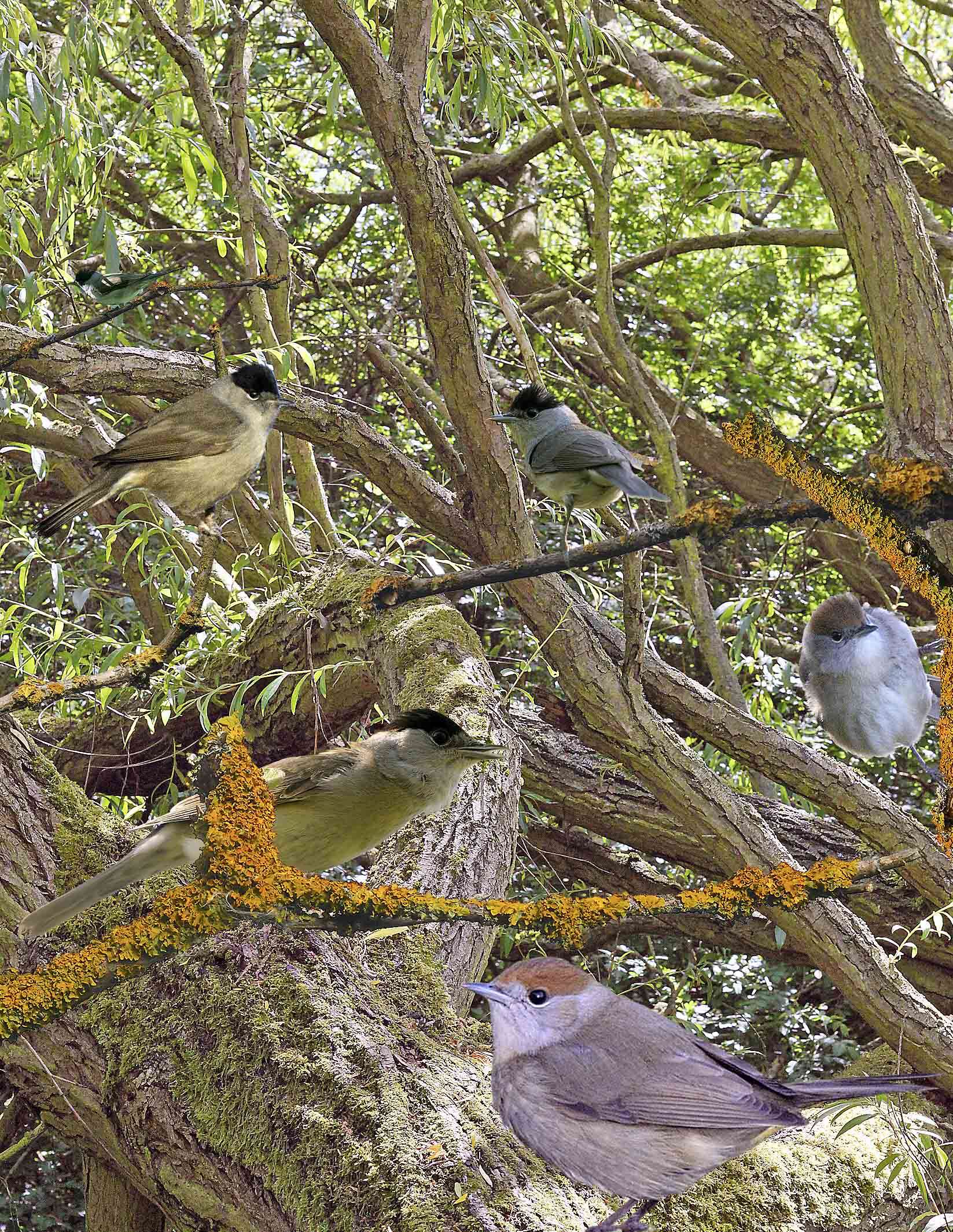 Image of Blackcap