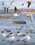 Image of Black-headed Gull