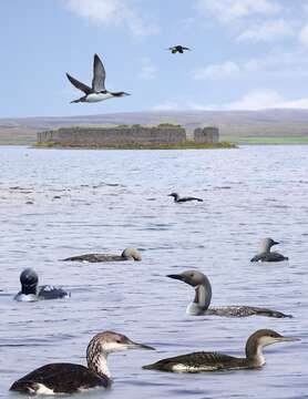 Image of Arctic Loon