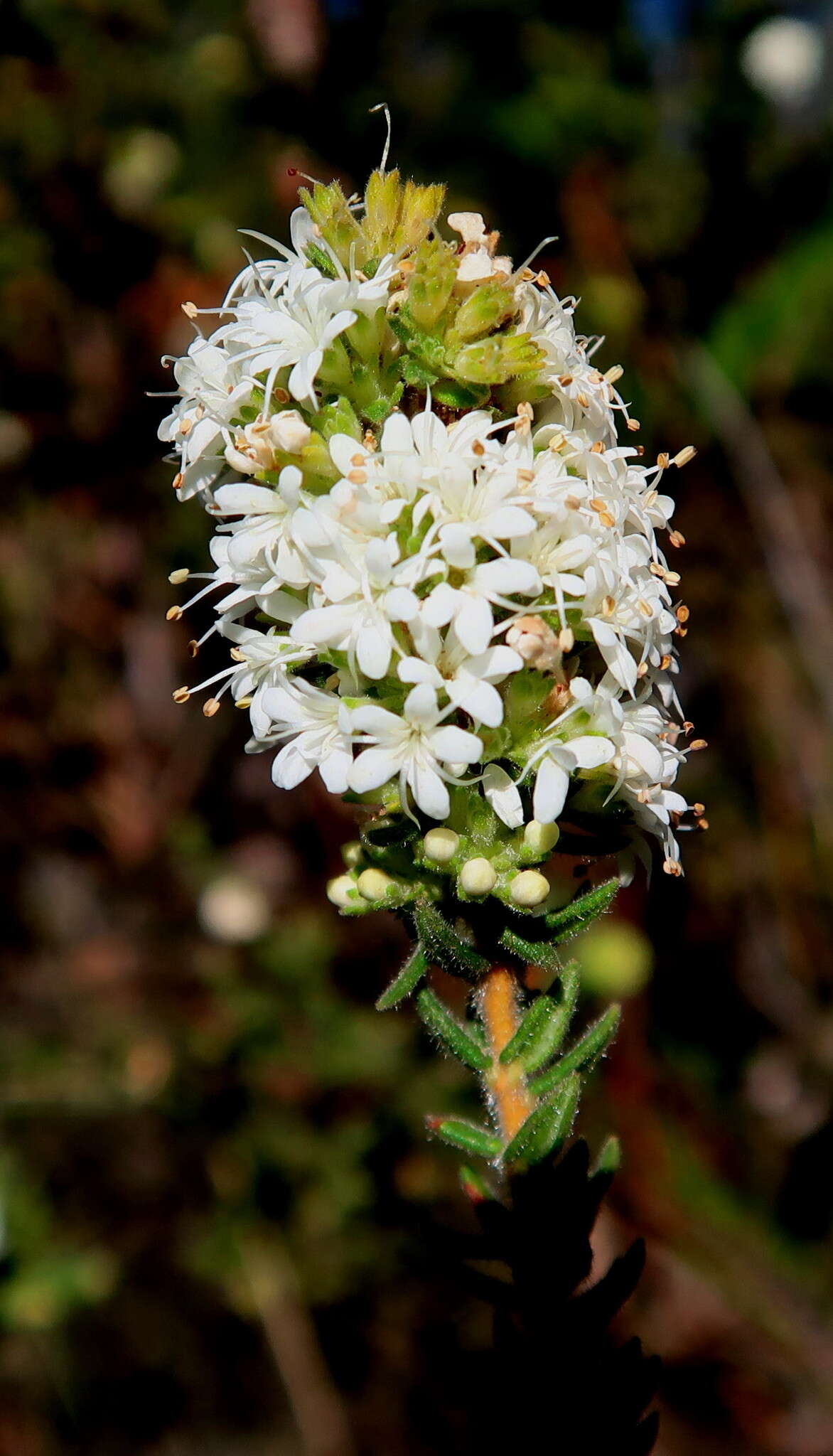 Image of Agathosma planifolia Sond.