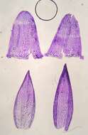 Sphagnum lescurii Sullivant ex A. Gray 1856的圖片