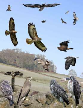 Image of Common Buzzard