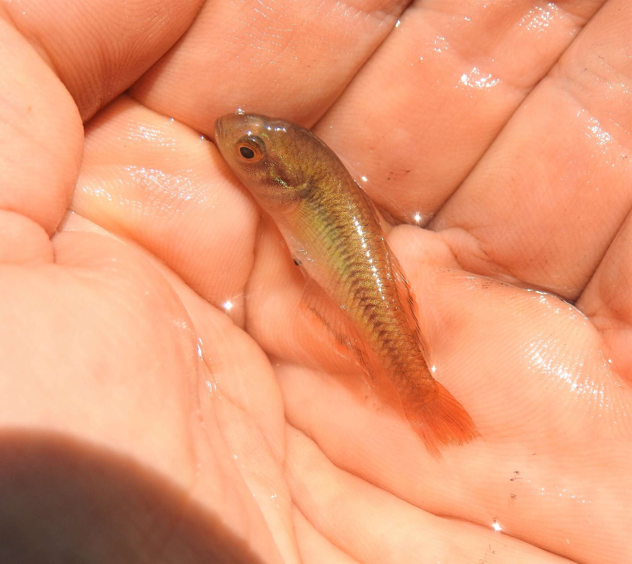 Image of Firetail gudgeon