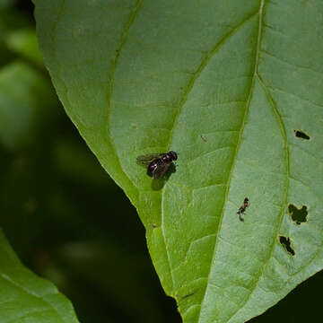 Image of Trichopsomyia apisaon Walker 1849