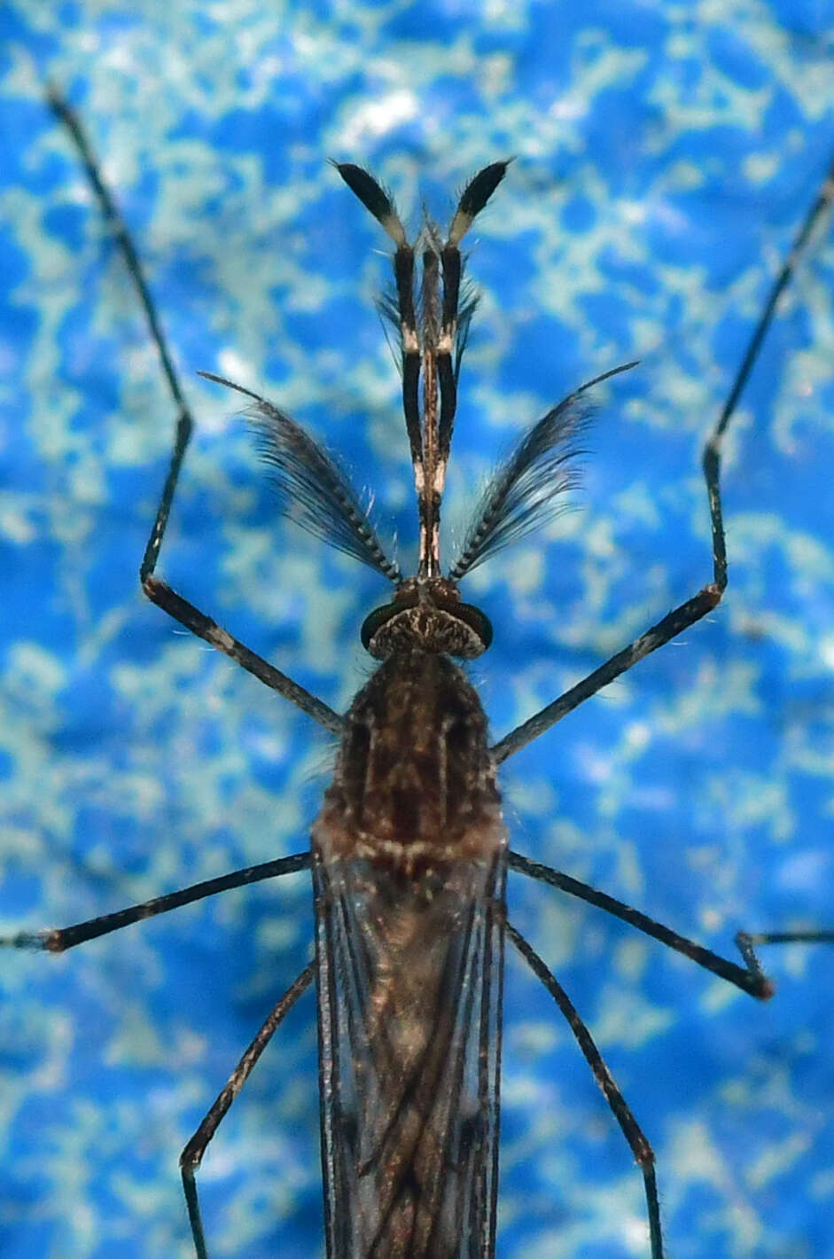 Image of Culiseta particeps (Adams 1903)