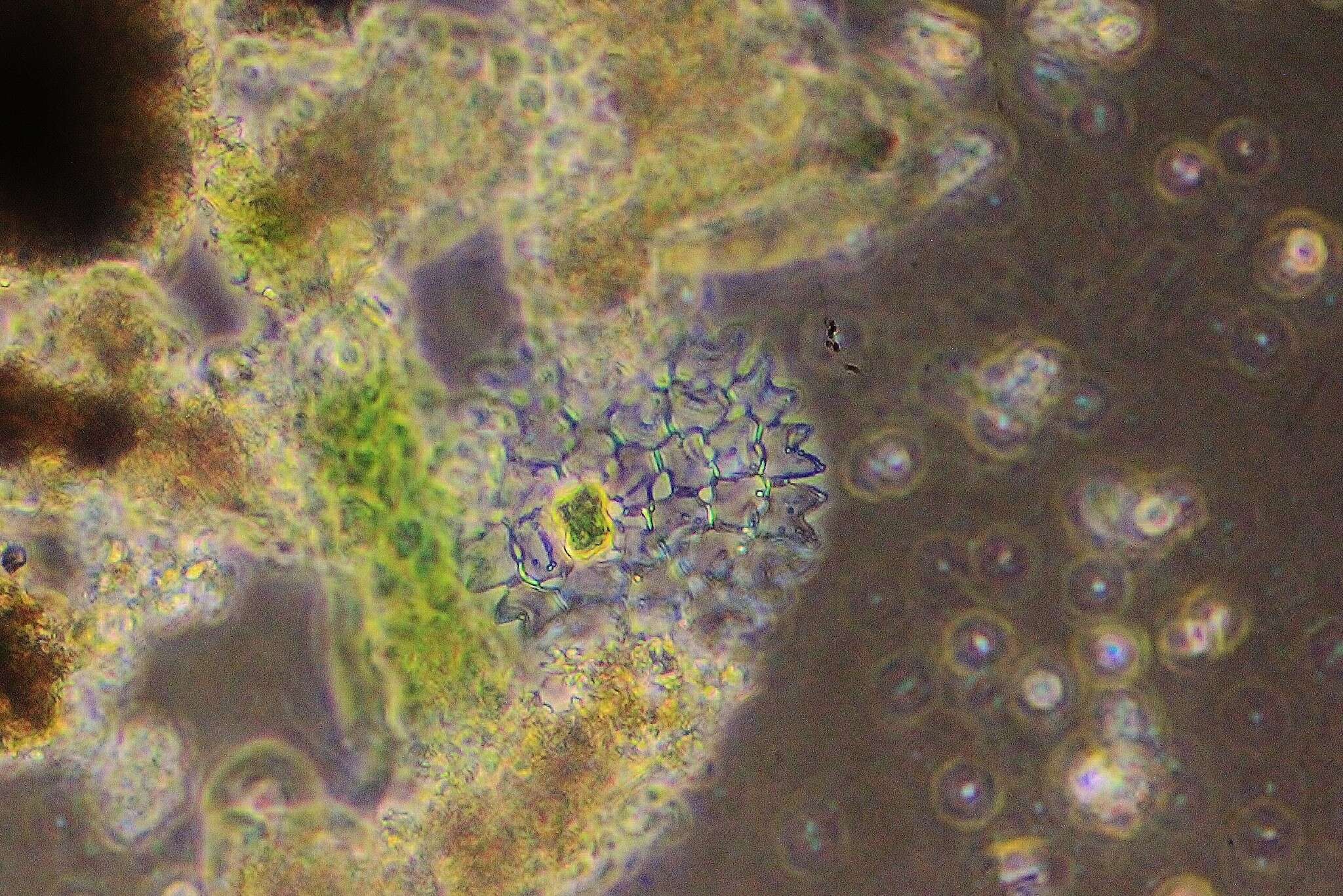 Image of Pediastrum duplex