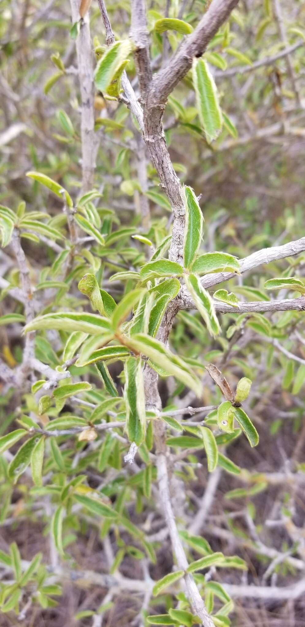 Imagem de Malpighia caribaea F. K. Meyer