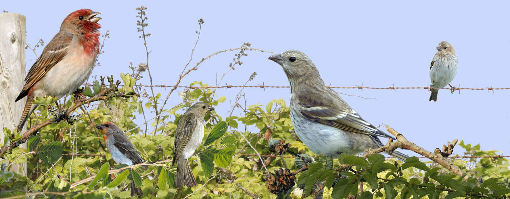 Image of Common Rosefinch