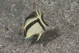 Image of Scythe butterflyfish