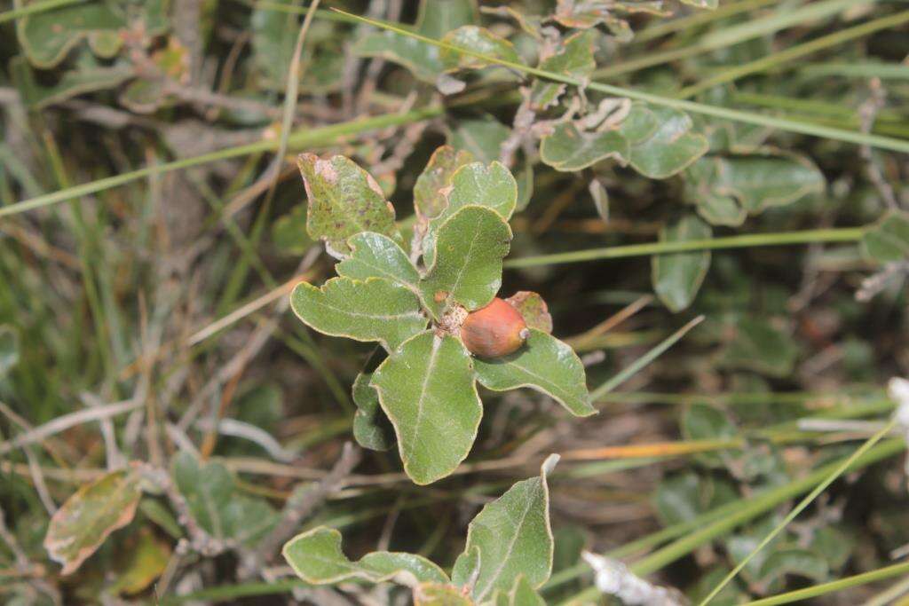 Слика од Quercus sebifera Trel.