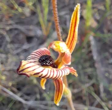 Image of Zebra orchid