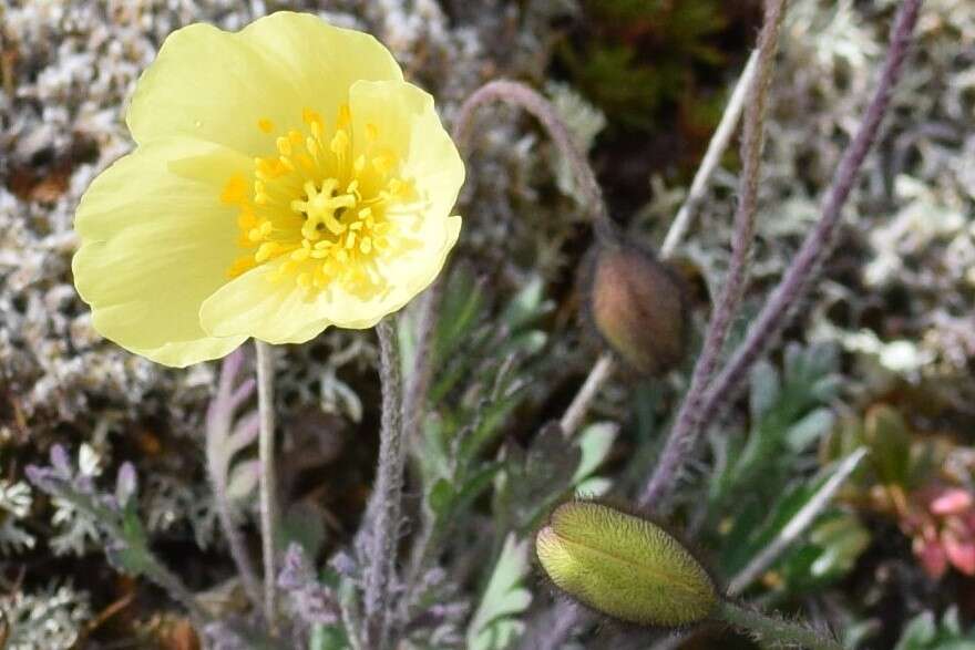 Image of Icelandic poppy