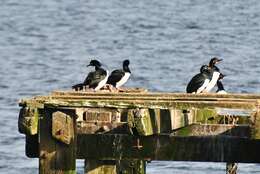 صورة Phalacrocorax magellanicus (Gmelin & JF 1789)