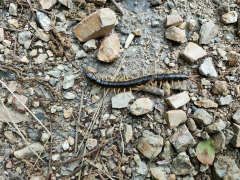 Image of Scolopendra japonica L. Koch 1878