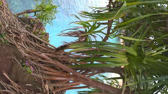 Image of Pandanus thomensis Henriq.