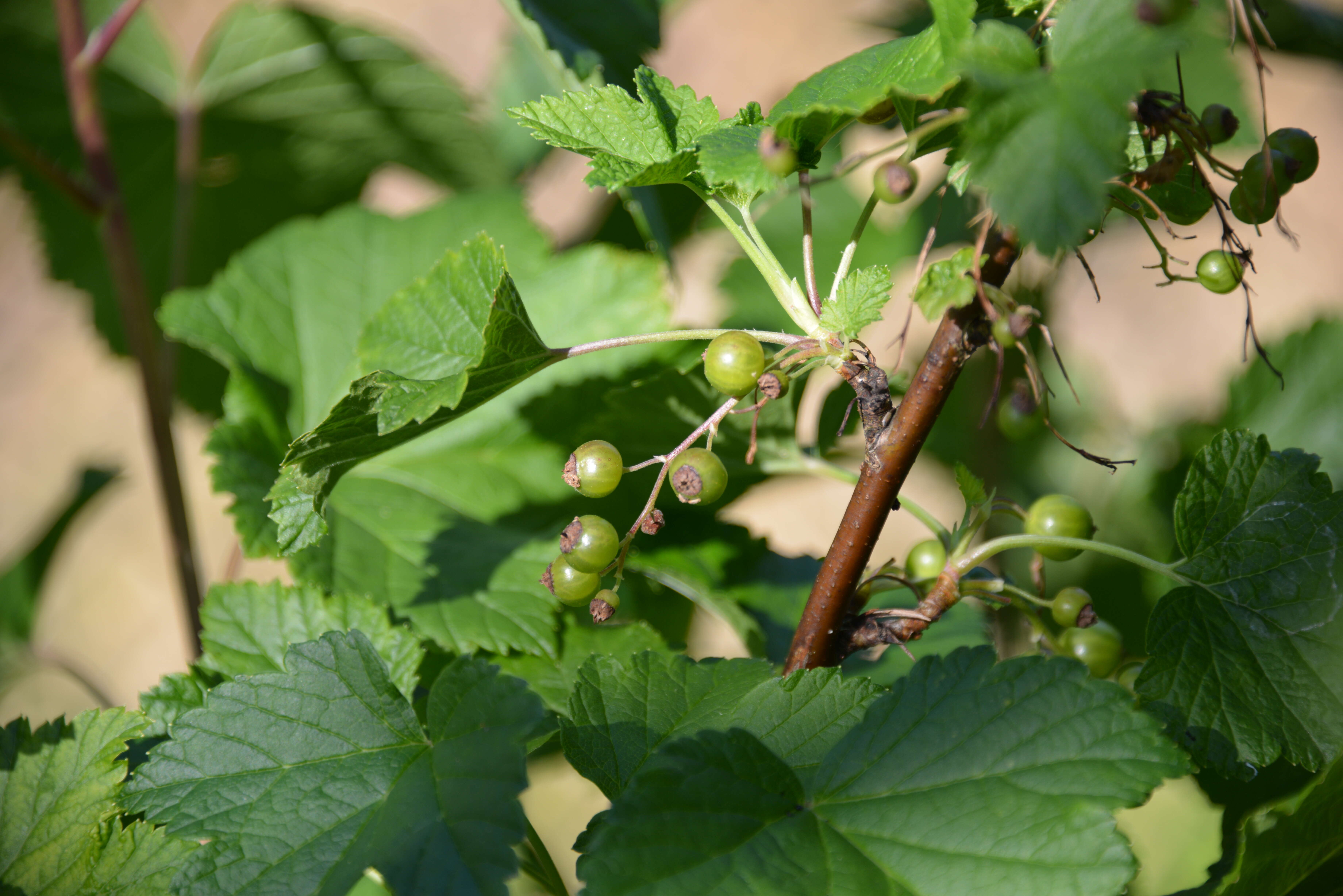 Image of Black Currant