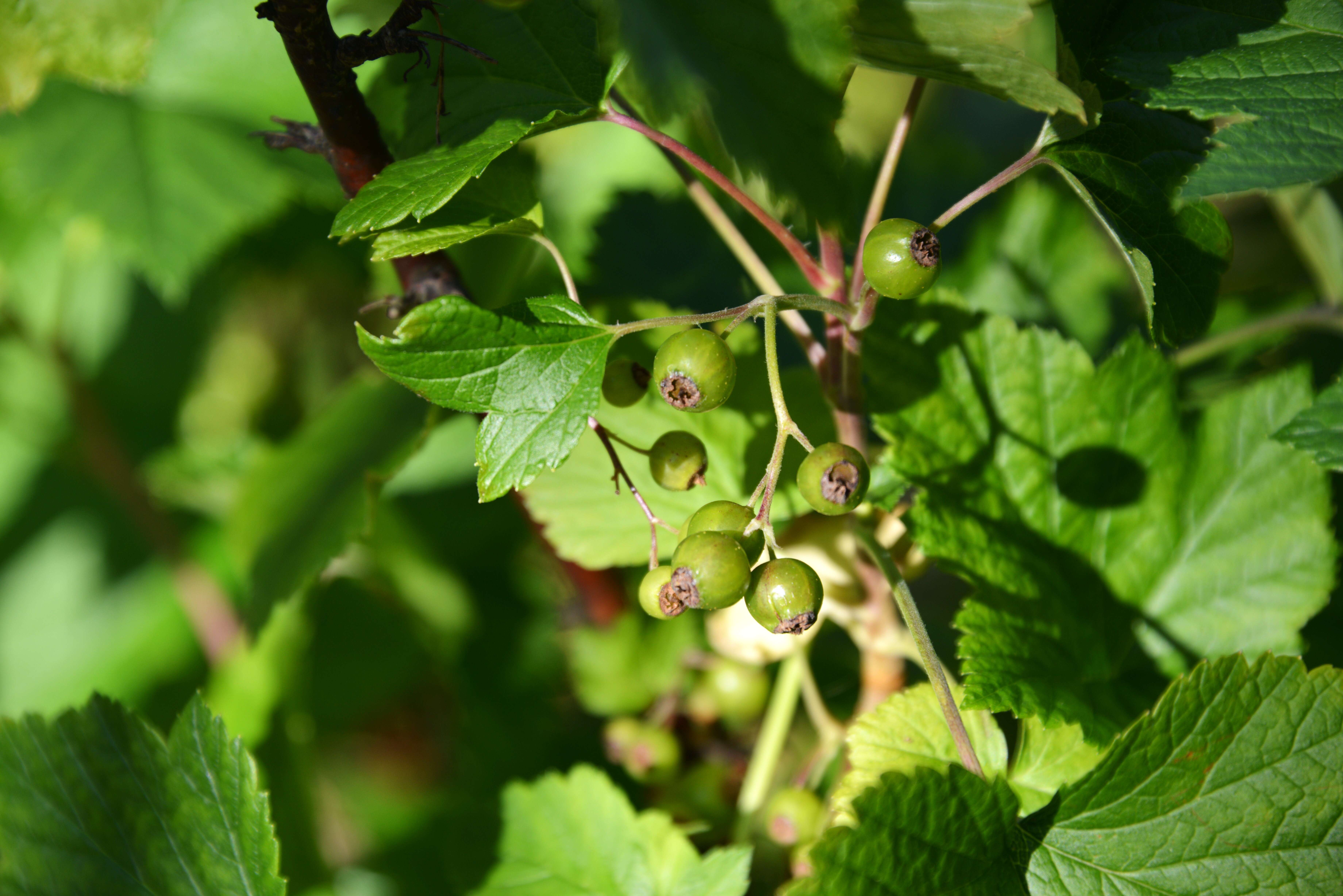 Image of Black Currant