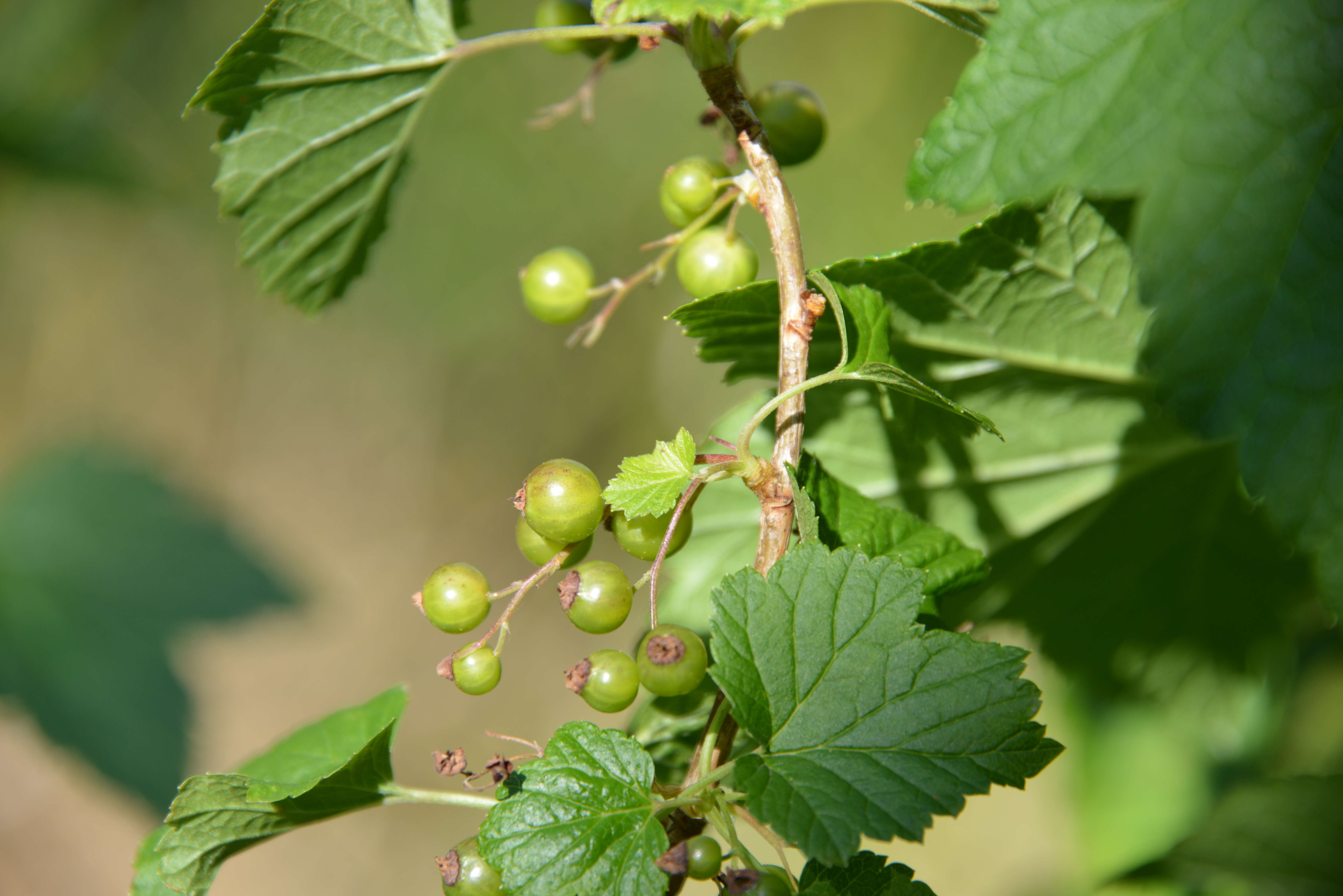 Image of Black Currant