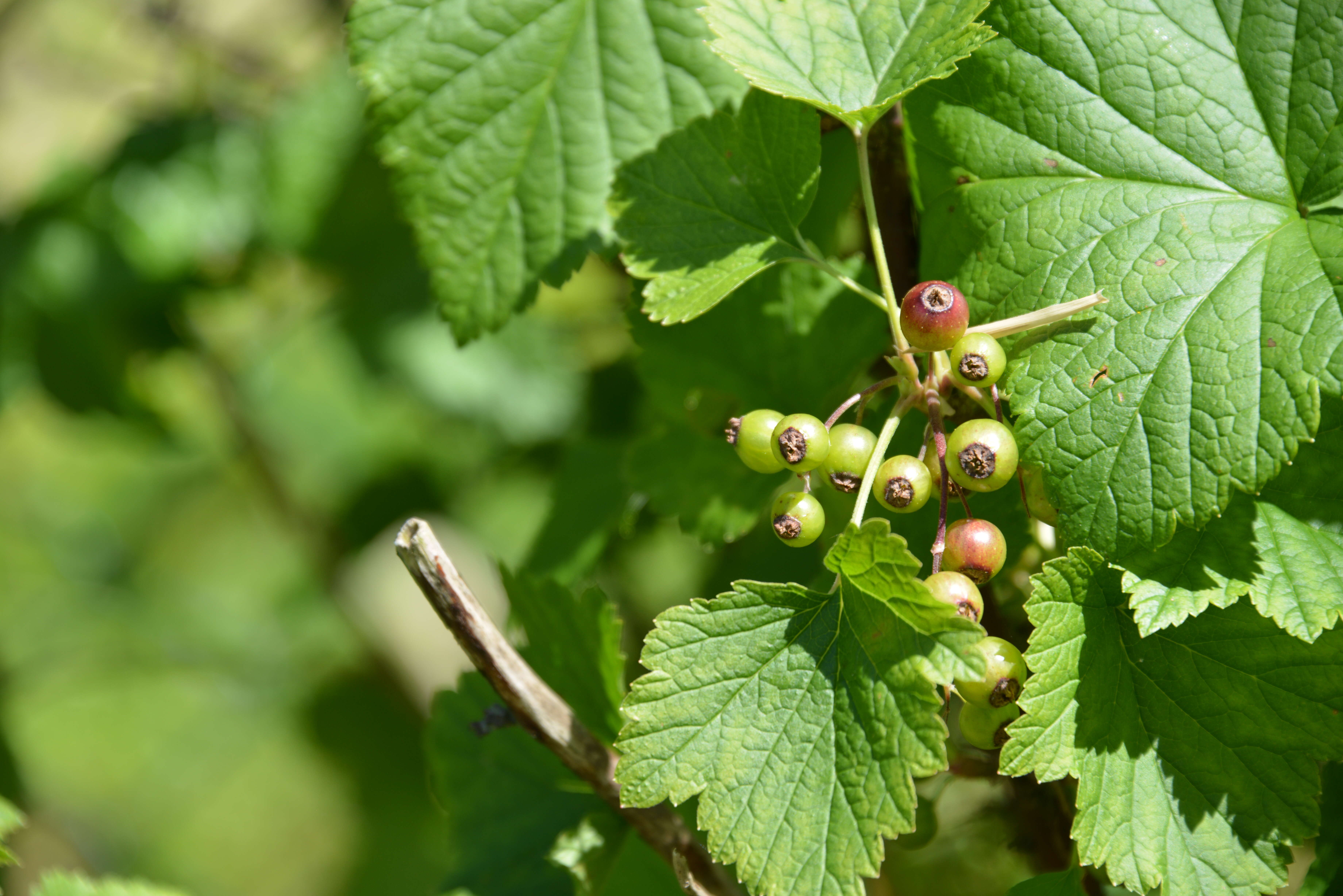 Image of Black Currant