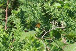 Lycaena feredayi (Bates 1867) resmi