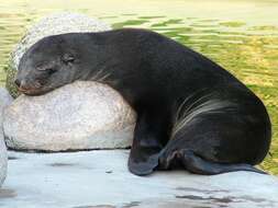 Image of Afro-Australian Fur Seal